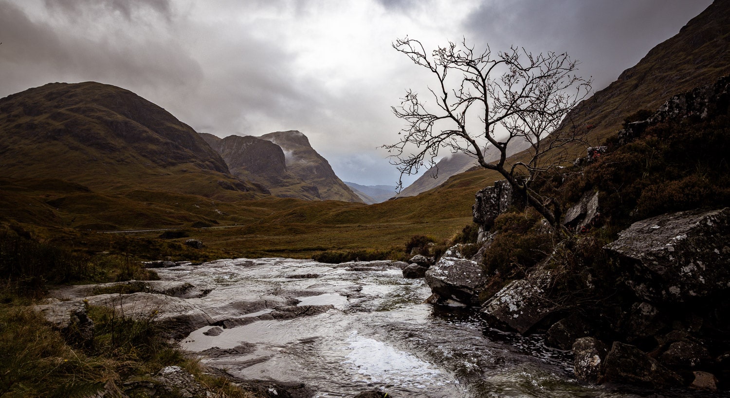 Baum im Glencoe Baum im Glencoe