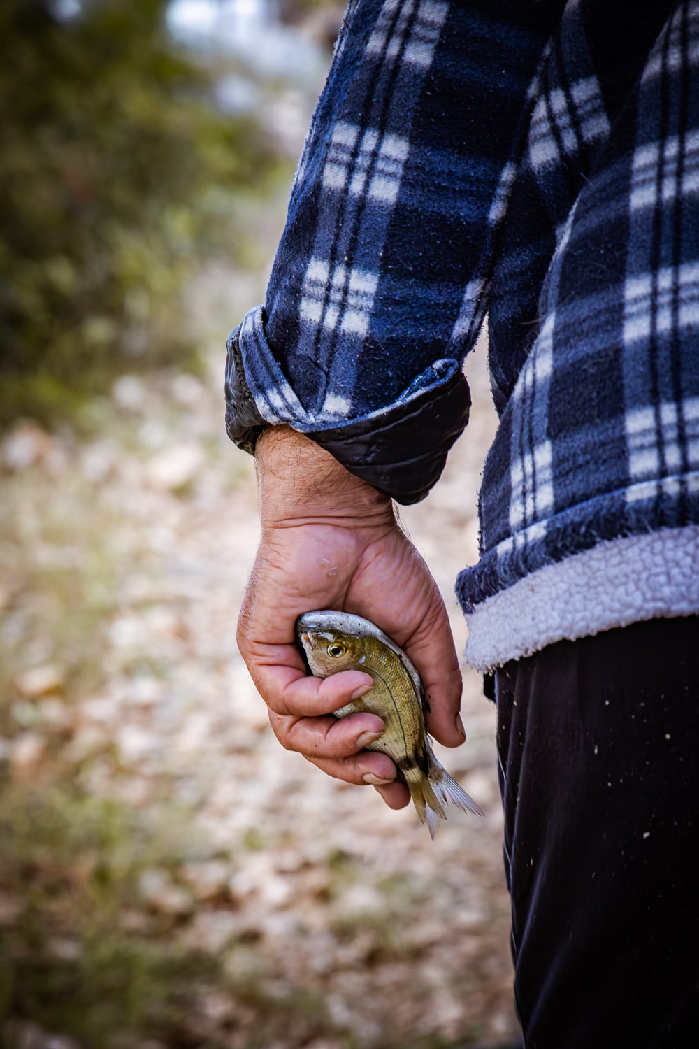 MJ 6250 Verbessert RR frisch gefangener Fisch