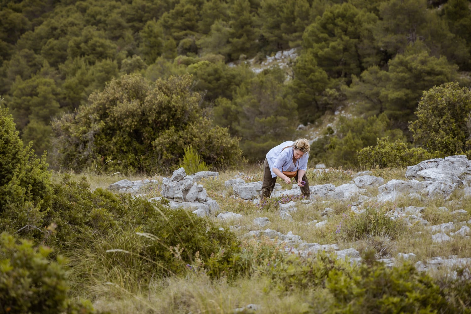 Kräuter sammeln auf Žut
