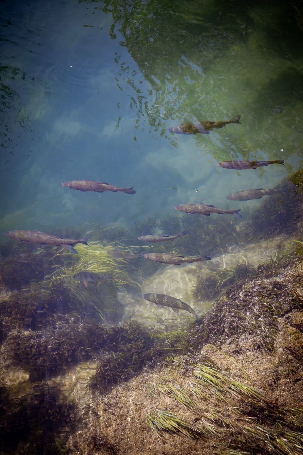 MJ 6811 Krka | Fische