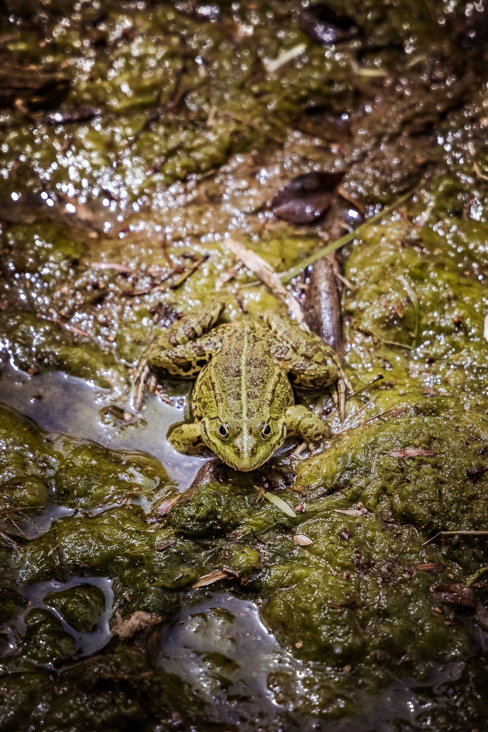 MJ 6811 Krka | Frosch